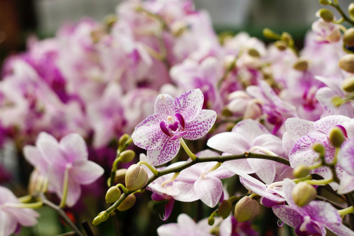 Orchid Rose Lilac Daisy Flowers, Unique Flower Arrangement Ideas, Arti –  artworkcanvas