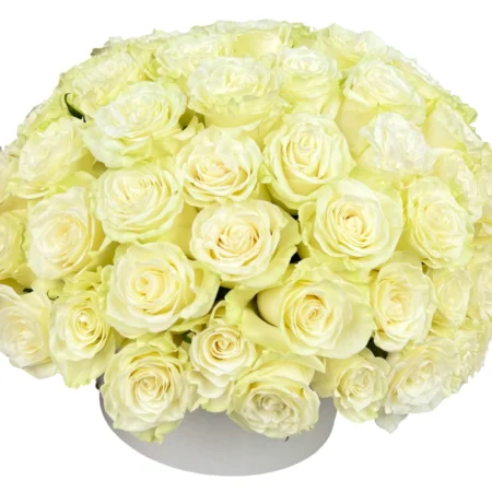 Ivory Elegance