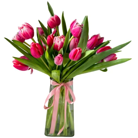 Pink Tulip Kiss